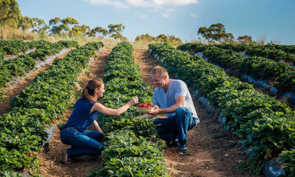 adelaide-hills-strawberries