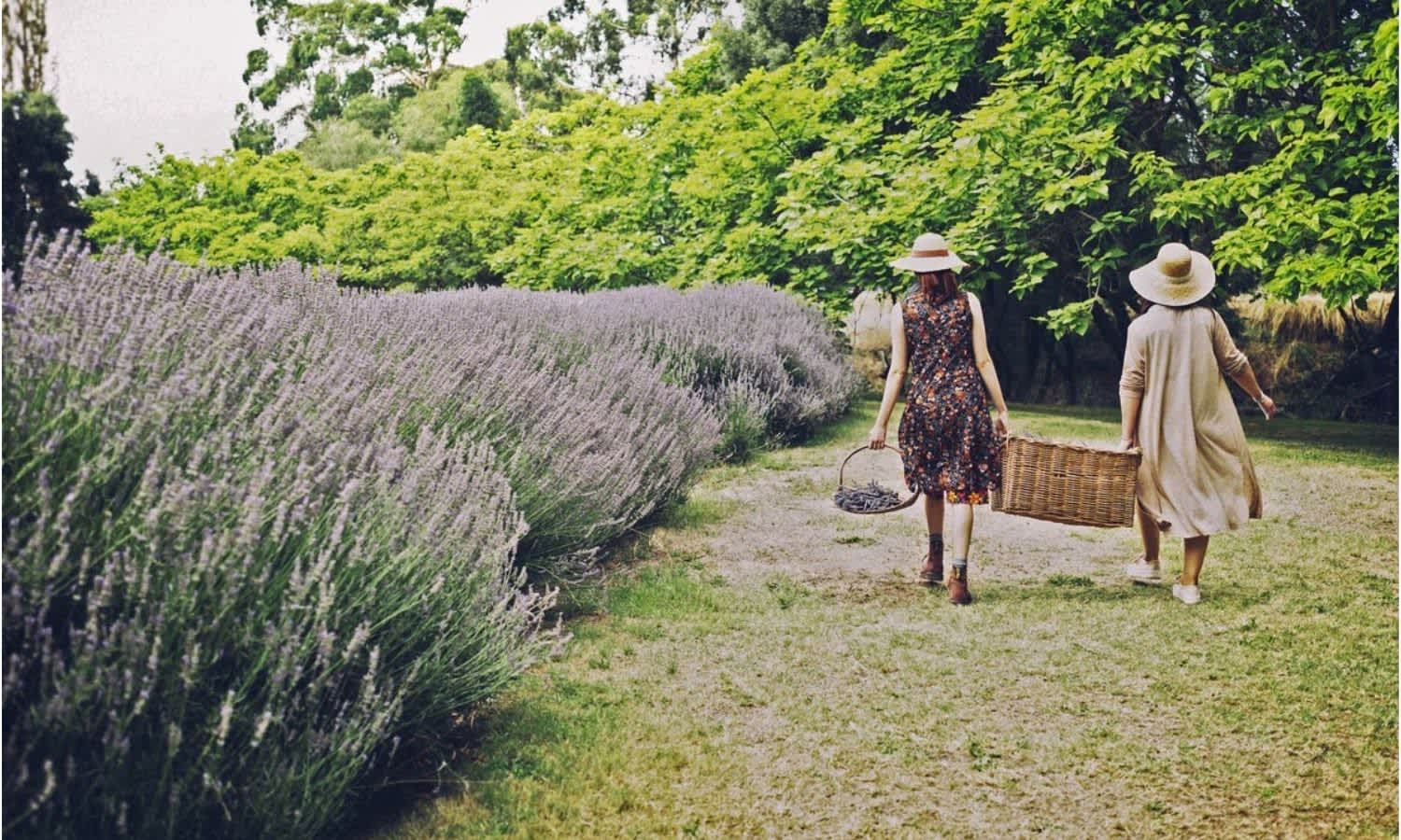 lavandula farm