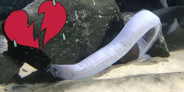 SEA LIFE Valentine's Day