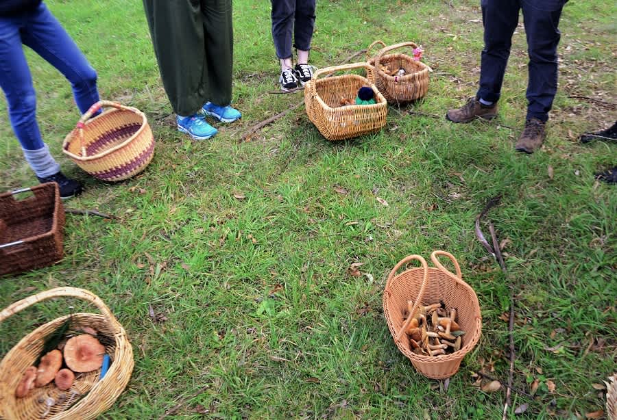 Mushroom Foraging 6