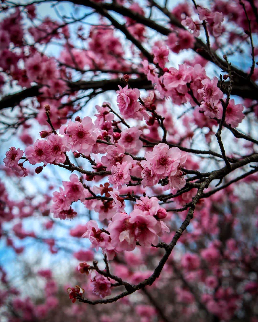 cherry blossoms