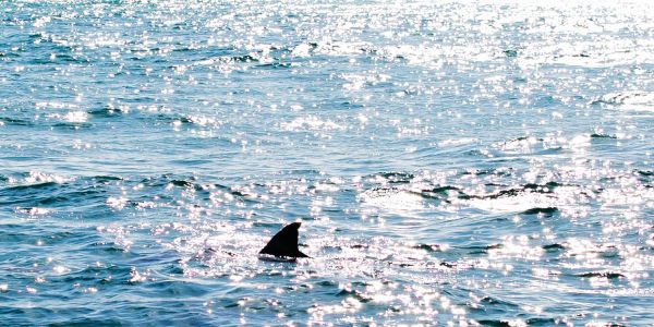 shark attack little bay