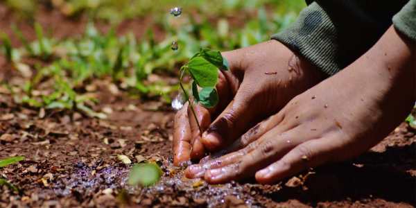 how planting trees helps climate change