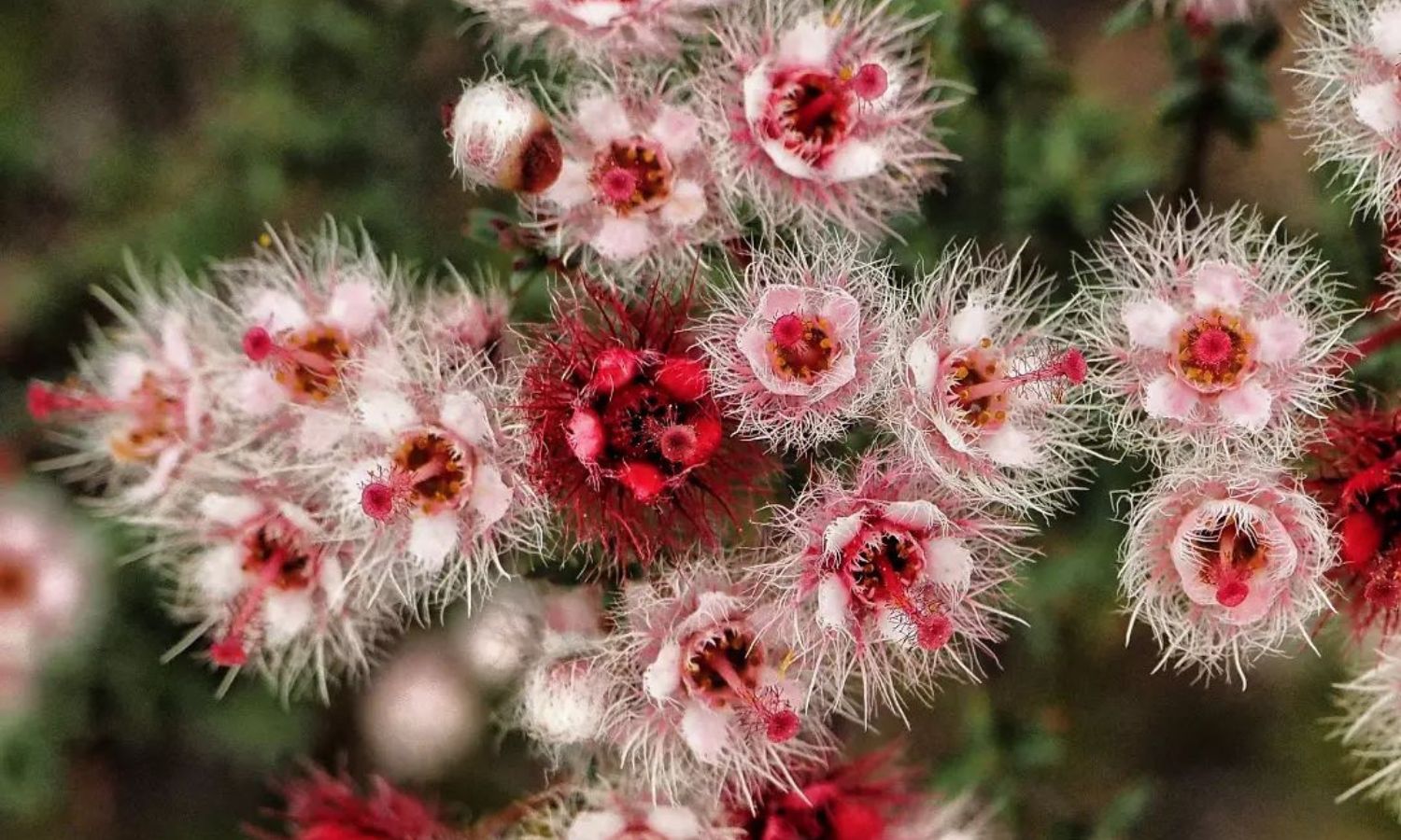 best national parks wa