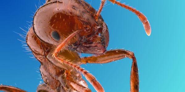 An image of a red fire any close up.