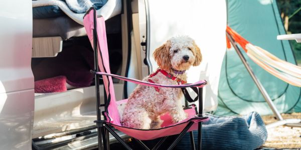 dog-camping-pink-chair