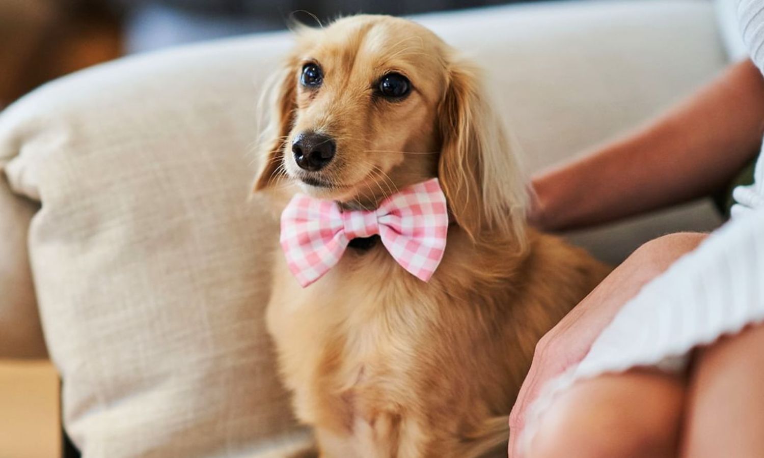 pet friendly accommodation nsw