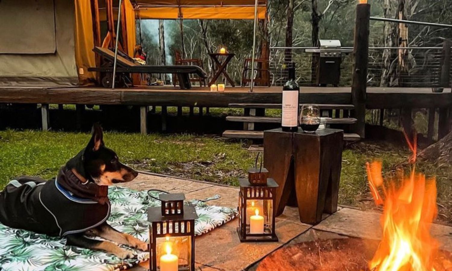 pet friendly accommodation nsw