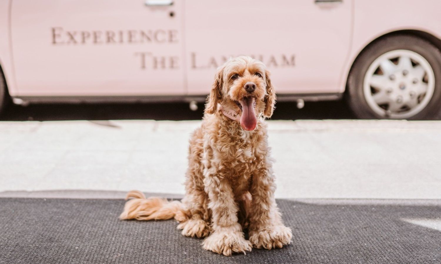 pet friendly accommodation nsw