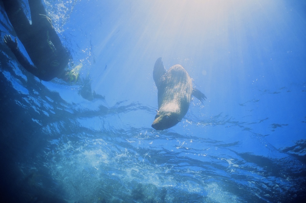 Seal Swim Kaikōura water activities in New Zealand