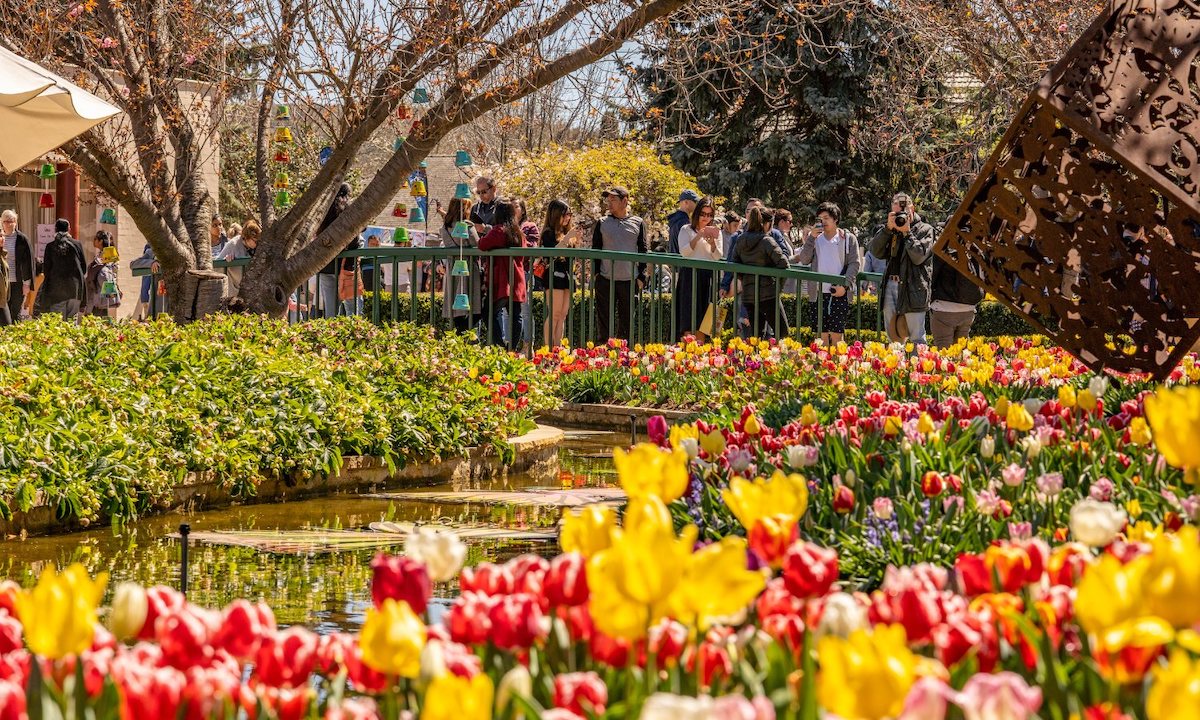 where to see spring flowers in sydney