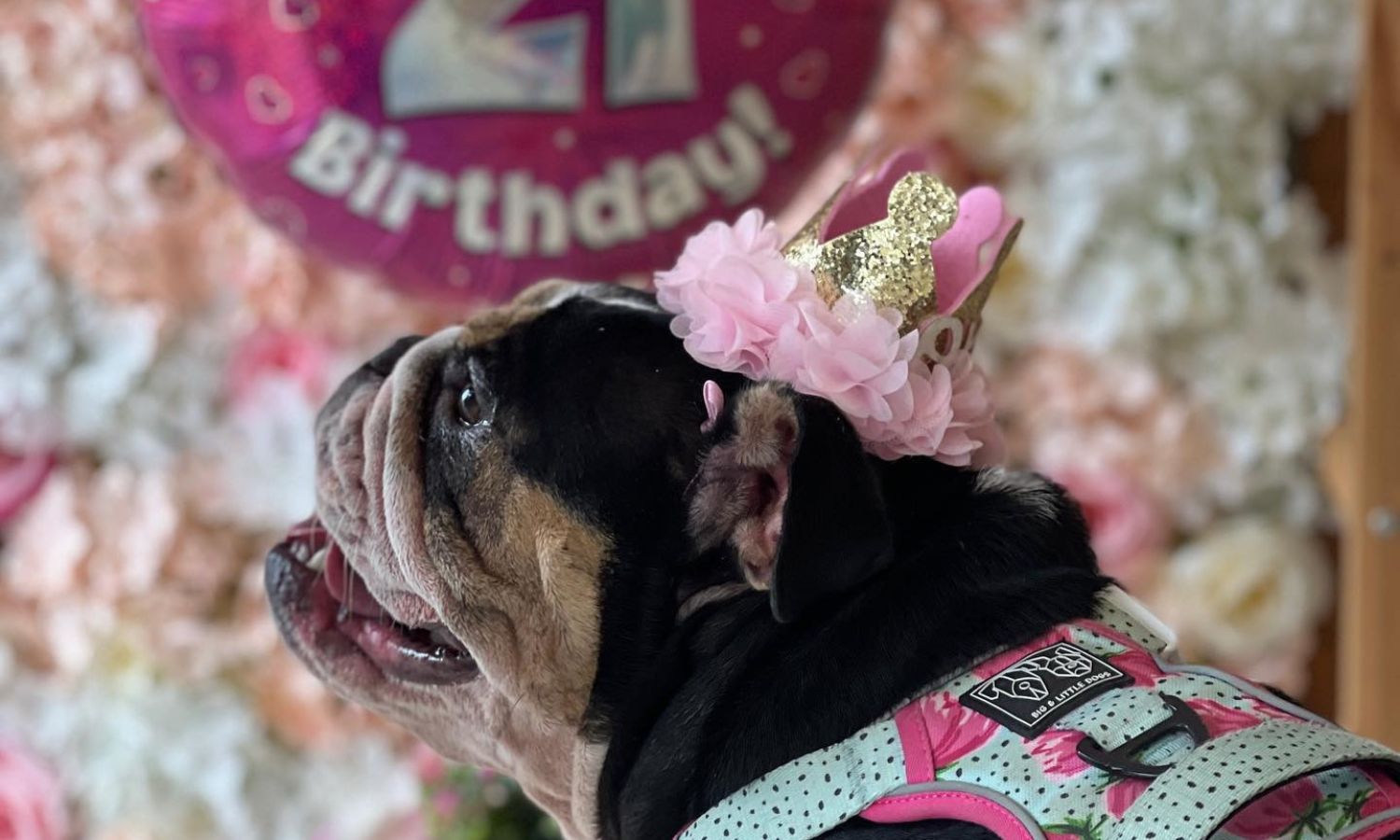 best dog friendly cafe adelaide