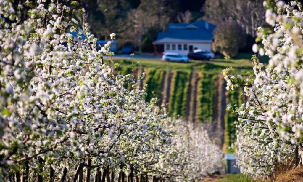where to see spring flowers adelaide