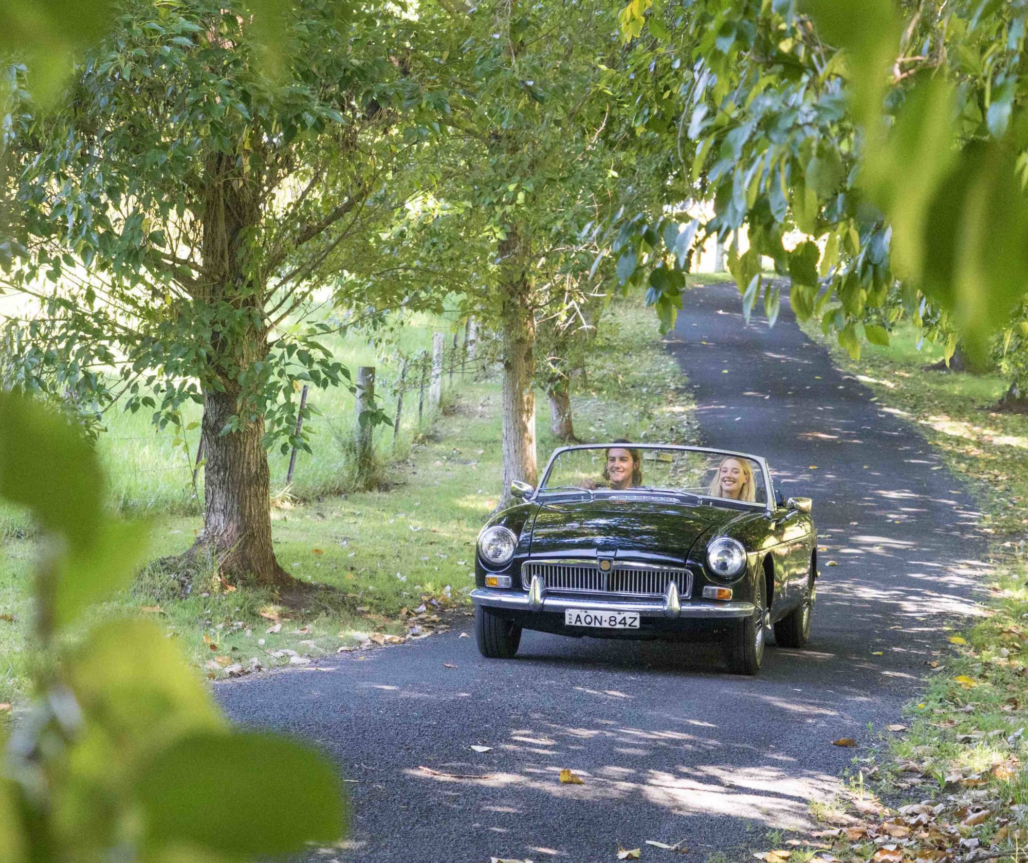 Car driving through tree lined street