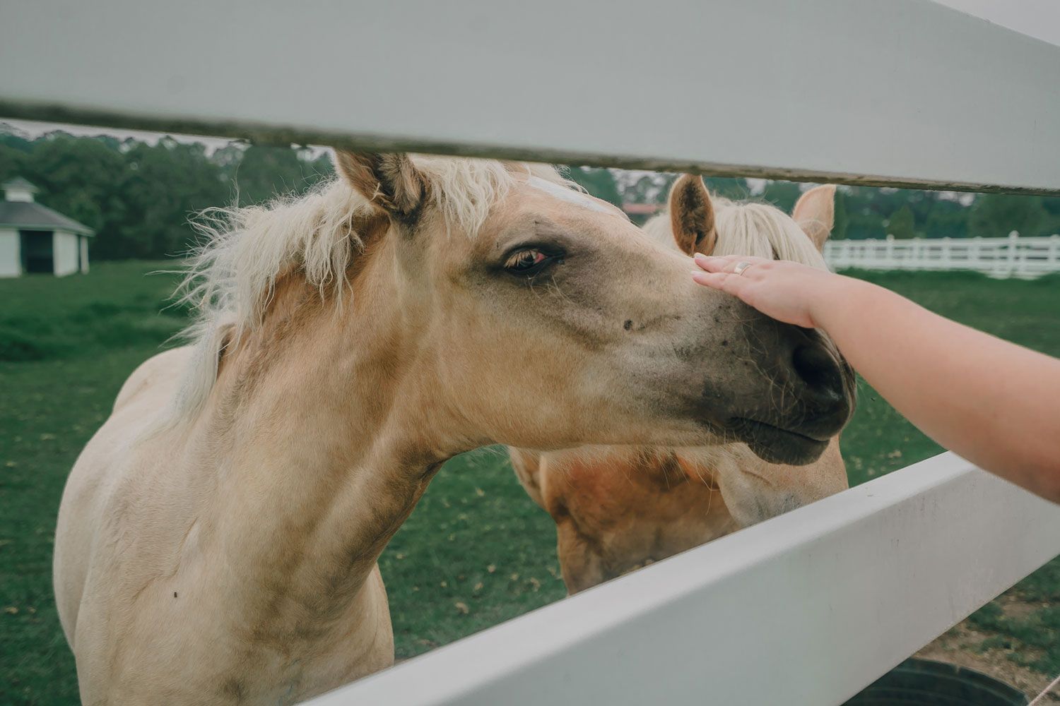 Eden Equine horse retreat